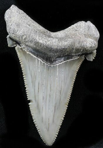 Serrated Angustidens Tooth - Megalodon Ancestor #32869